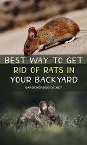 Best Way To Get Rid Of Rats In Your Backyard Getting Rid Of Rats Getting Rid Of Mice Rodent Repellent