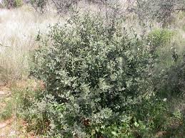 Image result for Grewia flava