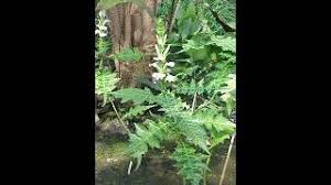 Image result for Acanthus mayaccanus