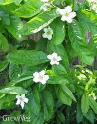Get the best deals on chalk evergreen fruits&fruit trees. In Praise Of Medlars Get The Most From These Delicious Fruit