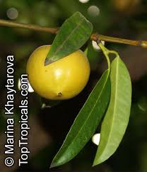Image result for Garcinia pachyclada
