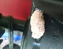 It takes a couple of weeks for the eggs to hatch. Mystery Snail Laid Eggs In A Terrible Location Hatchling Health Help Pets Stack Exchange