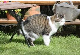 Maybe you would like to learn more about one of these? Kenapa Kucing Pancut Ini Kucing Rawatan Dan Penjagaan Facebook