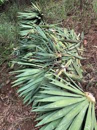 Image result for Felicia mossamedensis