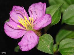 Image result for Dissotis