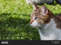 The breed's exact history is unknown, but it might have come about after cats imported from burma were bred with siamese cats in france. Muzzle Beautiful Adult Image Photo Free Trial Bigstock