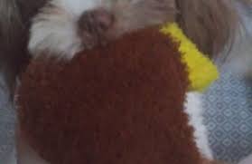 Doing business as:puppy love mobile grooming. Puppy Love Dog Grooming 1451 S 18th St Terre Haute In 47803 Yp Com