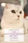 Scottish Fold / Ragdoll?? - Cat Chat - Cat Chat
