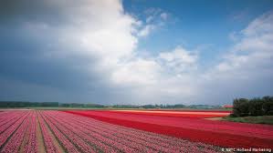 Maybe you would like to learn more about one of these? How Tulips Came To The Netherlands And Even Saved Lives Film Dw 23 08 2017