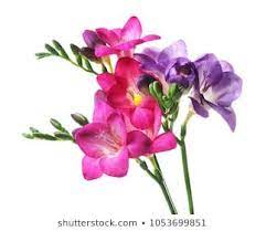 Beautiful Freesia Flower On White Background Stock Photo Edit Now 1049864489 Freesia Flowers Flowers Freesia