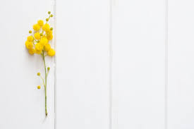 Download White Surface With Decorative Yellow Plant For Free Yellow Plants Holographic Wallpapers Flower Phone Wallpaper