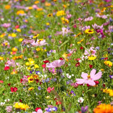 Maybe you would like to learn more about one of these? All Annual Quick Blooming Seed Mix In 2021 Planting Wildflowers Wildflower Seeds American Meadows