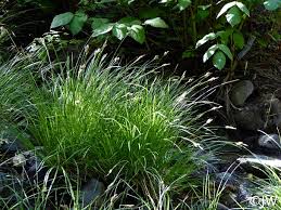 Image result for Carex cognata