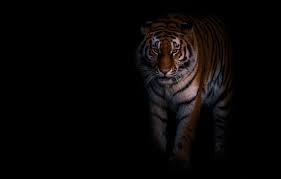 Download the background for free. Wallpaper Look Tiger Pose Is Black Background Images For Desktop Section Koshki Download