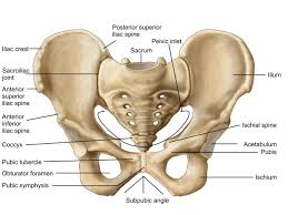It is often used to indicate the position of one structure relative to another. 5 Body Parts You Didn T Know You Were There