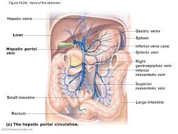 Blood Vessels Part 3 Slides By Barbara Heard And W Rose Ppt Video Online Download