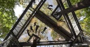 archgo 美国 宾夕法尼亚 莫里斯植物园的树上探险项目 metcalfe建筑与设计事务所 morris arboretum modern tree house tree canopy