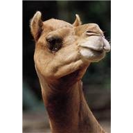 Find all the books, read about the in this activity, students will compare and contrast different methods of accessing books as told in my librarian is a camel by margriet ruurs. Review My Librarian Is A Camel