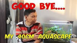 Aquascape ukuran 40 x 20 : Update Terakhir Tank 40cm Mini Aquascape Natural Youtube