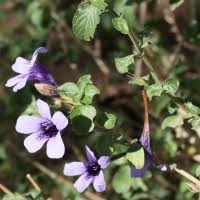 Image result for Dyschoriste thunbergiiflora