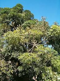 Image result for Cussonia sessilis
