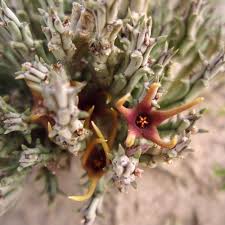 Image result for Orbea lugardii