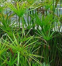 Image result for Cyperus amauropus