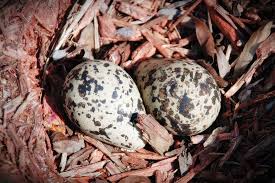 Birds That Lay Eggs On The Ground Killdeer Eggs They Lay Eggs On The Ground Eggs Killdeer Pictures