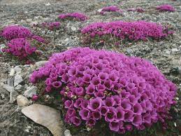 8958626 Beautiful Pink Flowers Pretty Flowers Rock Garden Plants