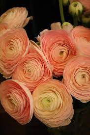 Paris Flower Shops Arom L Atelier Floral Ranunculus Flowers Peach Flowers Orange Ranunculus