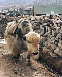 Yaks at Everest Base Camp and their adaptations to high altitudes