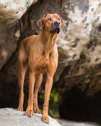 Pin On Rhodesian Ridgeback