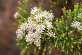 Image result for Selaginella imbricata