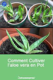 L'aloé vera a des vertus médicinales incroyables ! Pin On Astuces Jardinage
