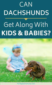 University of kansas | galatians 6:9. Are Dachshunds Good With Kids And Babies