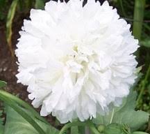 Image result for Papaver somniferum White Cloud