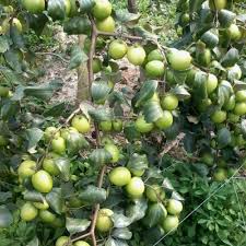 These trees with great sculptural leaves only require 100 hours of chill time below 45°f. Fruit Plants For Fruits Rs 25 Piece Dhillon Fruit Nursery Id 20885295155