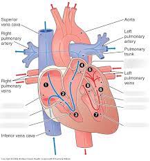 Memmler S The Human Body In Health And Disease Thirteenth Edition Chapter 14 The Heart Diagram Quizlet
