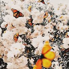 Birds And Butterflies Wallpaper Butterflies Tumblr Birds Birds Butterflies Tumblr In 2020 Butterfly Background Butterfly Painting Butterfly Wallpaper