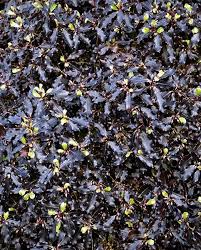 Check spelling or type a new query. Pittosporum Tenuifolium Tom Thumb Hayloft
