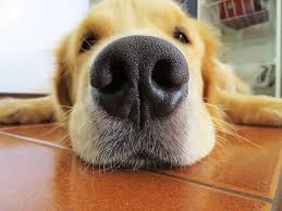 We did not find results for: Saiba Doencas Que Podem Atingir Seu Cachorro Nos Dias Frios 22 05 18 Brasil Jornal Cruzeiro Do Sul