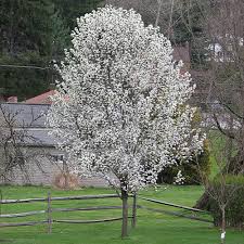 Check spelling or type a new query. Landscape Basics 26 5l Flowering Pear Redspire Shade Tree The Home Depot Canada