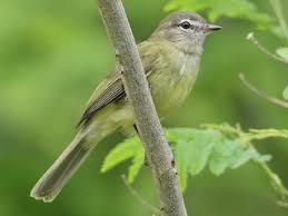 Image result for Geigeria engleriana