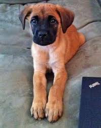 Informiere dich über neue boxer mischling welpe. 8 Boxer Mix Puppies Ideen Hunde Welpen Niedliche Tierbabys
