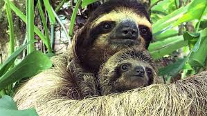 15 x 9 cm peso: Rescatistas Reunen A Oso Perezoso Bebe Con Su Mama En Costa Rica National Geographic