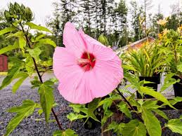 With their big, colorful blooms, hibiscus add exotic flair to any garden. Hardy Hibiscus Plant Profile Kalleco Nursery Corp