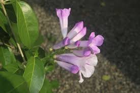 Image result for Mansoa