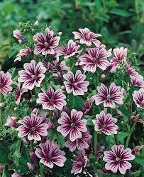 Zebrina has 2 inch white to lavender flowers with. Zebrina Zebra Hollyhock Seeds Perennial Flower Seeds