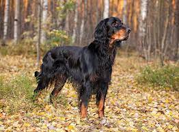 A setter of rabbit traps. Gordon Setter Im Rasseportrait Zooroyal Magazin