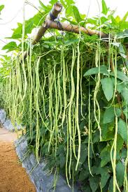 Image result for Vigna racemosa